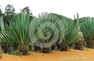 Rope of Sisal Plant, agave sisalana, Plantation at Fort Dauphin in Madagascar Stock Photo