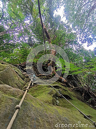 Rope tied on dense tropical trees and mossy rocks for pinnacles trek in rainforest mountain. Tropical forest or jungle landscape Stock Photo