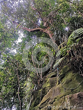 Rope tied on dense tropical trees and mossy rocks for pinnacles trek in rainforest mountain. Tropical forest or jungle landscape Stock Photo