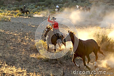 Roping at Dusk Stock Photo