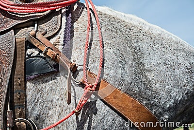 Roping event horse details Stock Photo