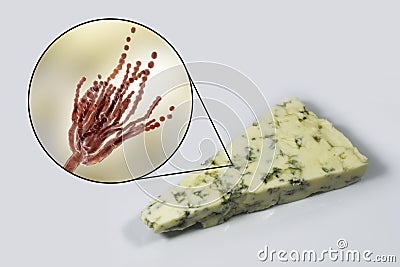 Roquefort cheese and fungi Penicillium roqueforti, used in its production Cartoon Illustration