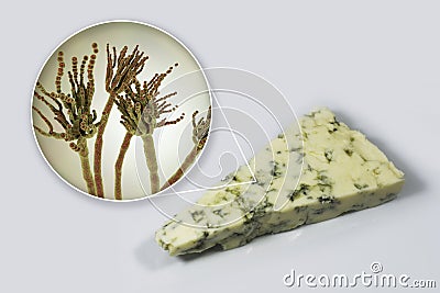 Roquefort cheese and fungi Penicillium roqueforti, used in its production Cartoon Illustration