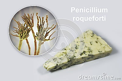 Roquefort cheese and fungi Penicillium roqueforti, used in its production Cartoon Illustration