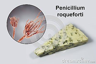 Roquefort cheese and fungi Penicillium roqueforti, used in its production Cartoon Illustration