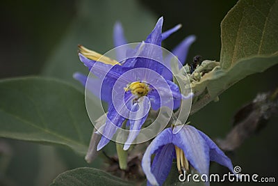 Roraima native flora Stock Photo