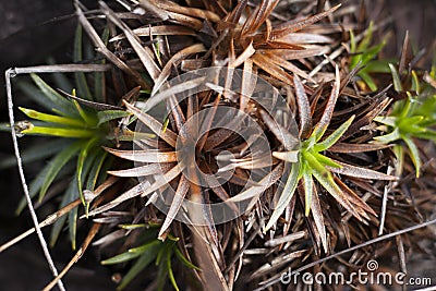 Roraima native flora Stock Photo