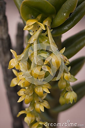 Roraima native flora Stock Photo