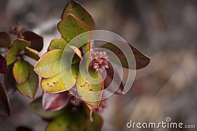 Roraima native flora Stock Photo