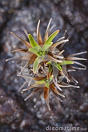 Roraima native flora Stock Photo