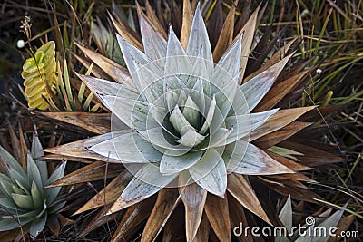 Roraima native flora Stock Photo