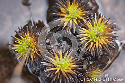 Roraima native flora Stock Photo