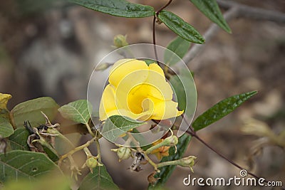 Roraima native flora Stock Photo