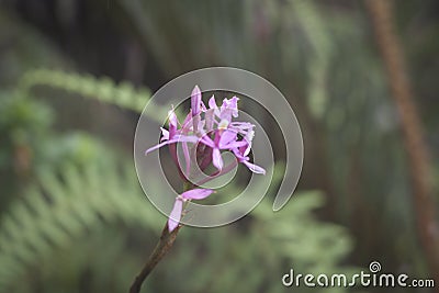 Roraima native flora Stock Photo