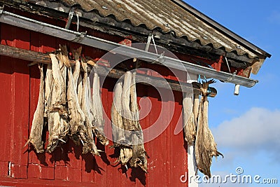 Rorbu & stockfish of Lofoten Stock Photo