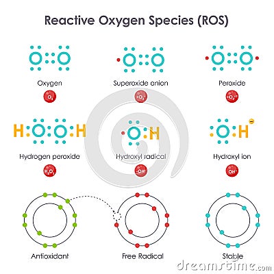 Reactive Oxygen Species ROS biochemistry vector illustration diagram Stock Photo