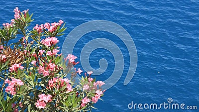 Rosa Blume und sehen Rosa Blume und sehen