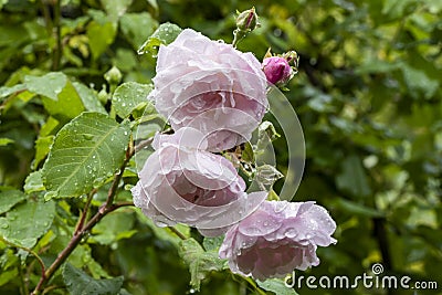 Close up of delicate pink flowers of climbing rose Rosa `Blush Noisette`, covered with water drops after rain. Stock Photo