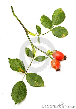 Rosa canina - Dog Rose Stock Photo