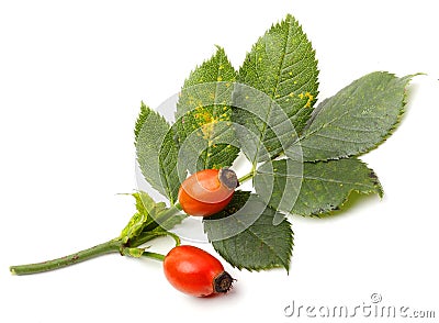 Rosa canina - Dog Rose Stock Photo