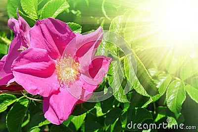 Rosa canina Stock Photo