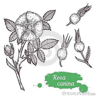 Rosa canina hand drawn Vector Illustration