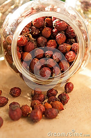 Rosa canina in Jar Stock Photo