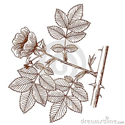 rosa canina Stock Photo