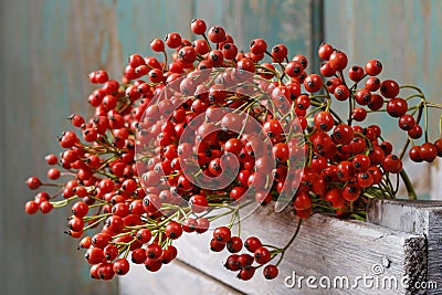 Rosa canina twigs wild rose in wooden box Stock Photo