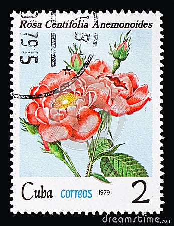 Rosa centifolia, Flowers - Roses serie, circa 1979 Editorial Stock Photo