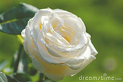 Rosa Chopin Frederyk Chopin - light cream to pale yellow hybrid tea rose cultivar by Zyla Stock Photo