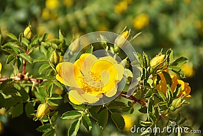 Rosa foetida , Persian yellow rose Stock Photo