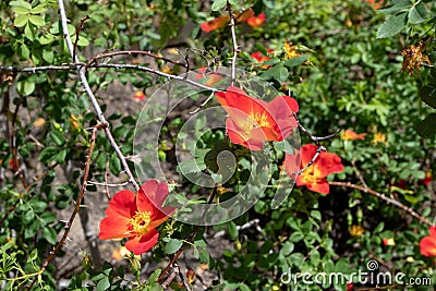 Rosa foetida var bicolor or austrian copper rose orange flowers Stock Photo