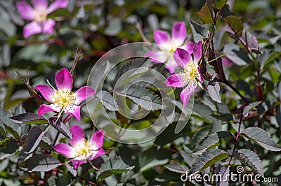 Rosa glauca rubrifolia red-leaved rose in bloom, beautiful ornamental redleaf flowering deciduous shrub, spring flowers Stock Photo