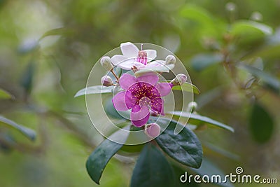 Pink flowers Rosa myrtle Rhodomyrtus tomentosa on a blurred green background. Selective focus Stock Photo