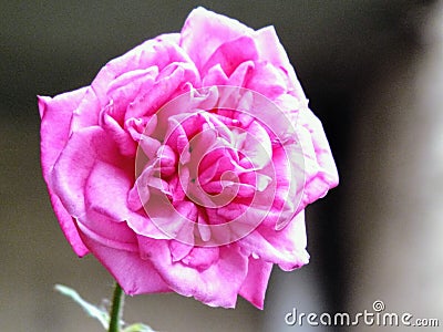 Rosa na cor rosa, em um dia de sol Stock Photo