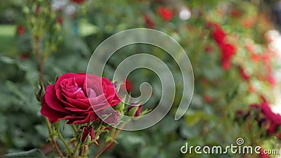 Rosa rossa nel vento Rosa rossa nel vento