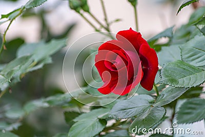 Rosa rossa. Single rose Stock Photo