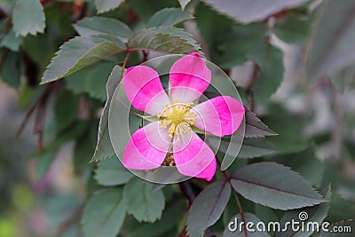 Rosa rubiginosa, sweet briar rose, or elgantine Stock Photo