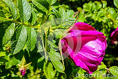 Rosa rugosa common names are rugosa rose, beach rose, Ramanas rose Stock Photo