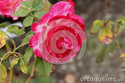 Rosa 'Double Delight' Stock Photo