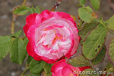 Rosa 'Double Delight' Stock Photo