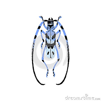 Rosalia Longicorn, alpine longhorn beetle. Blue bug with spotted camouflage. Small patterned insect. Arthropod animal Vector Illustration