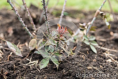 Rosarium. closeup view of teen rose bush in early spring Stock Photo