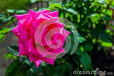 Rosarium rose in the garden Stock Photo