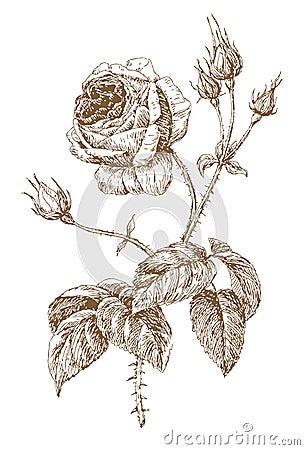 Rose Vector Illustration