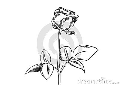 Rose Vector Illustration