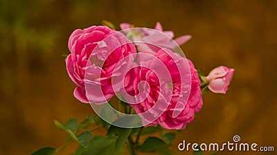 Damask rose Stock Photo