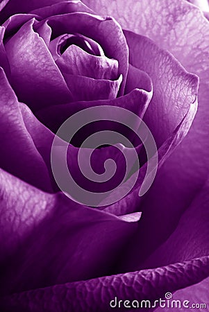 Rose Stock Photo