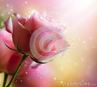 Rose Stock Photo